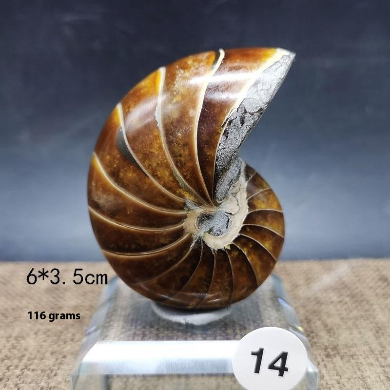 Natural Antique Snail Fossils Ornaments Playing With Hands