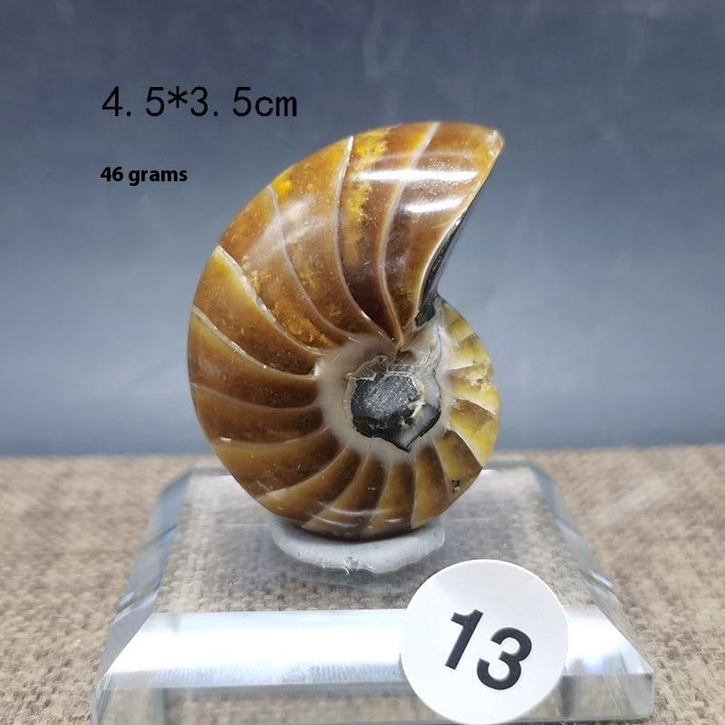 Natural Antique Snail Fossils Ornaments Playing With Hands